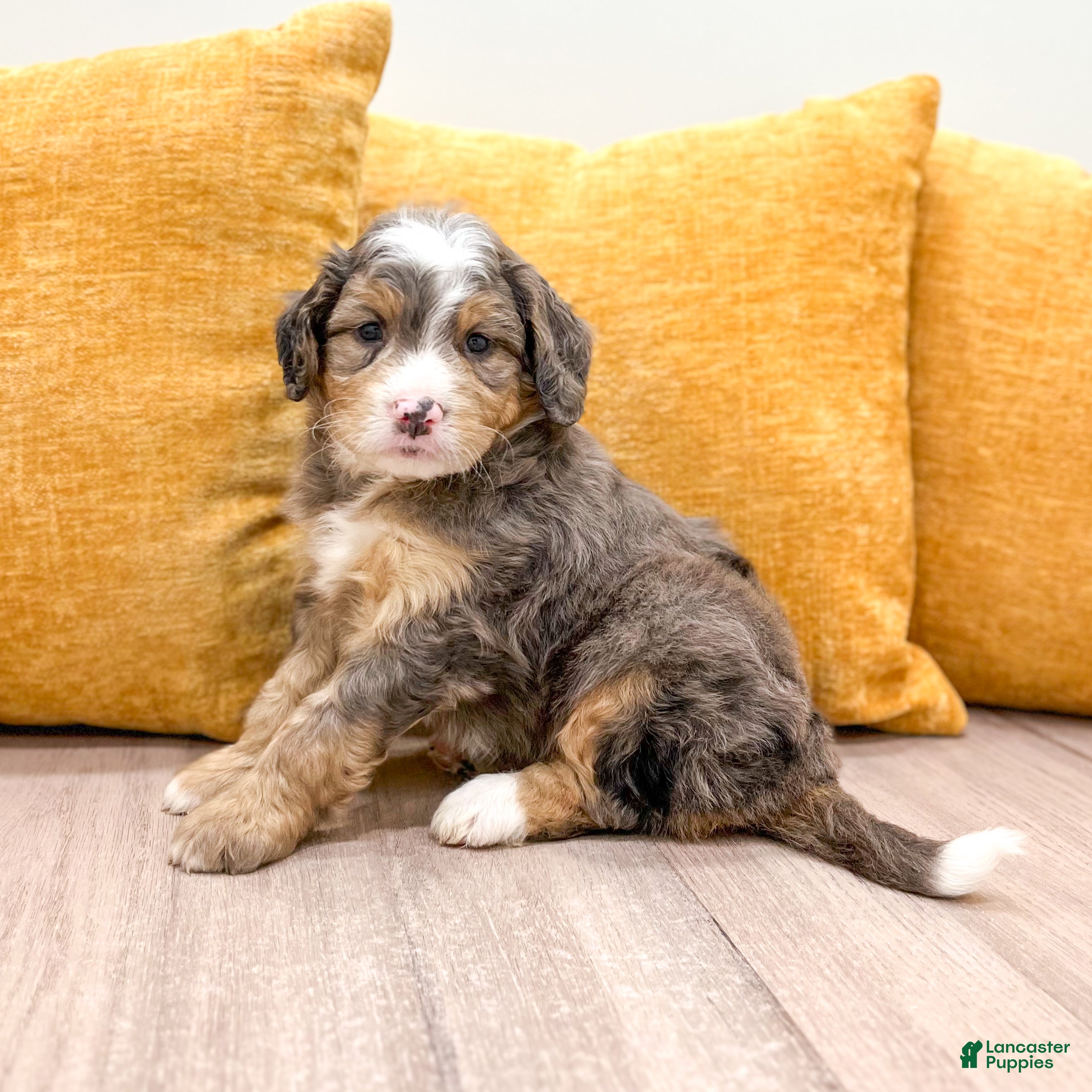 Mini Bernedoodle dogs for sale: Brady - Ad 1