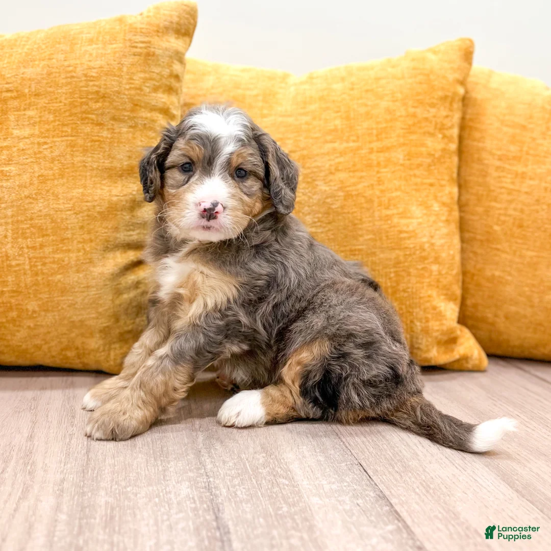 Mini Bernedoodle dogs for sale: Brady - Ad 1
