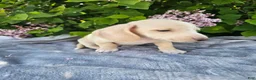 Dachshund dogs for sale: Dexter - Ad 3