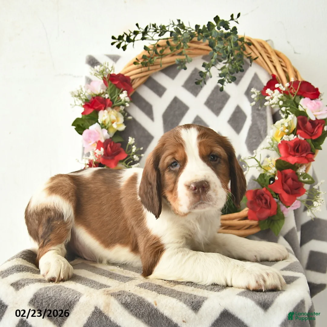 English Springer Spaniel dogs for sale: Duke  - Ad 2