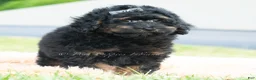 Toy Poodle dogs for sale: Duke - Ad 2