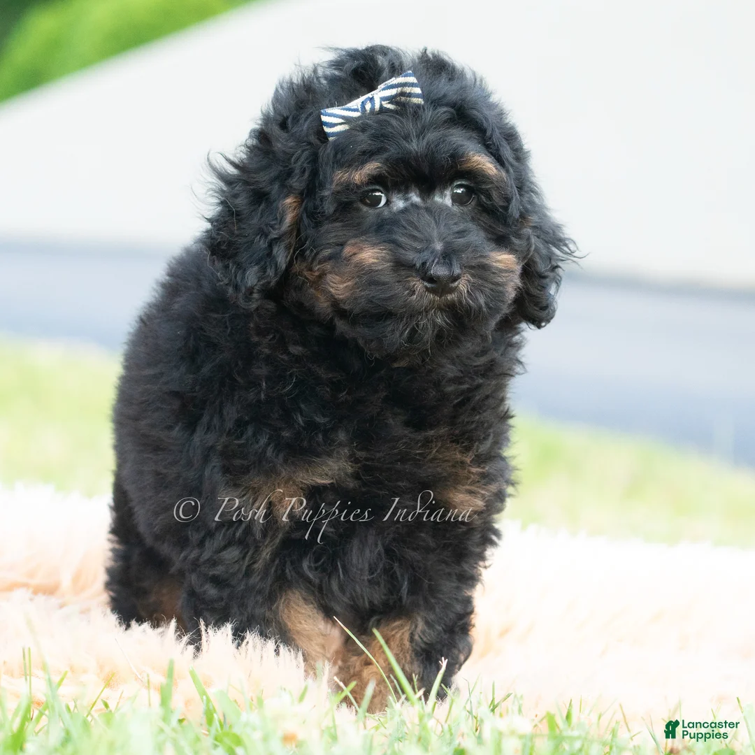 Toy Poodle dogs for sale: Duke - Ad 2