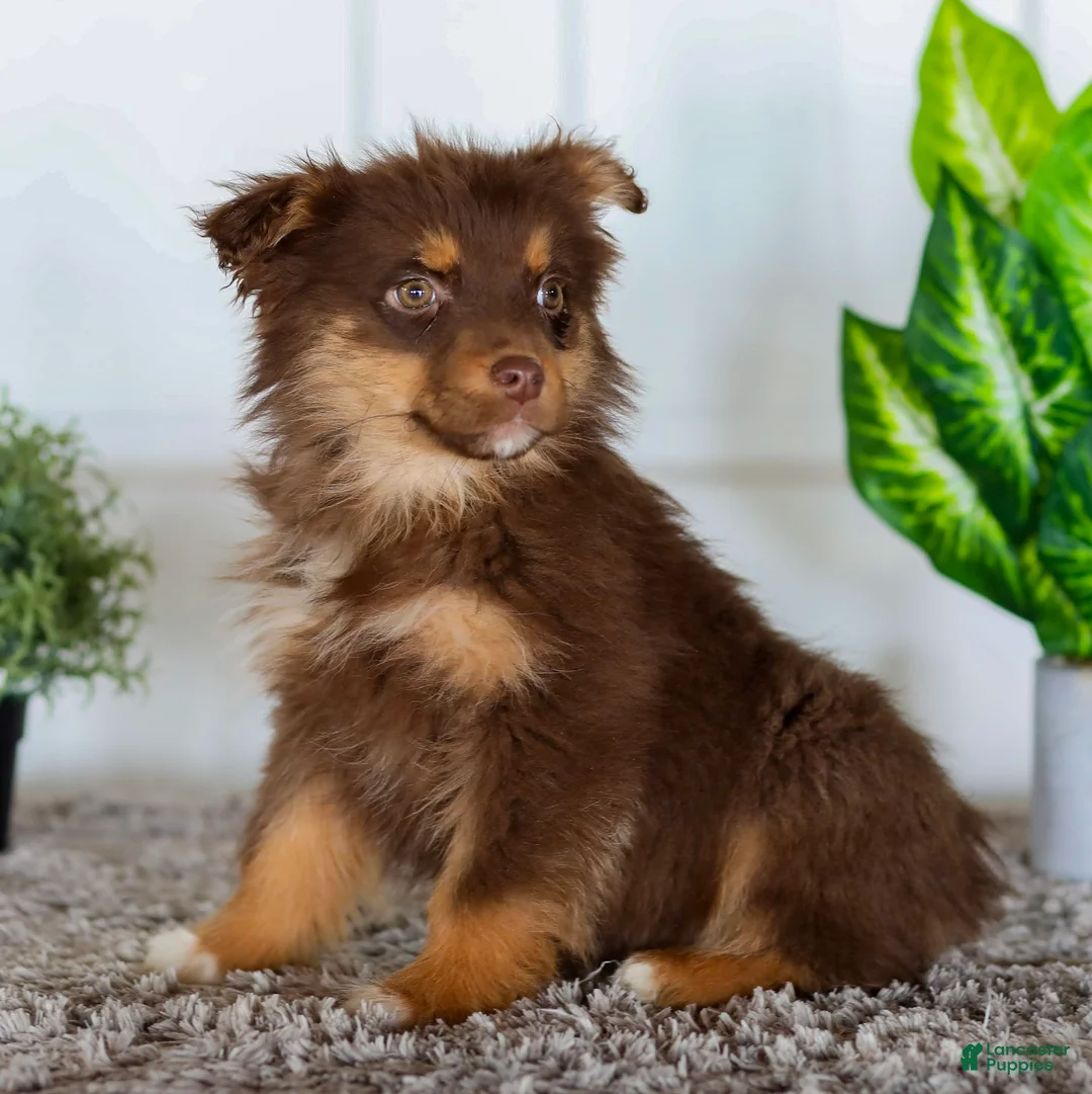 Australian Shepherd dogs for sale: Eva - Ad 2