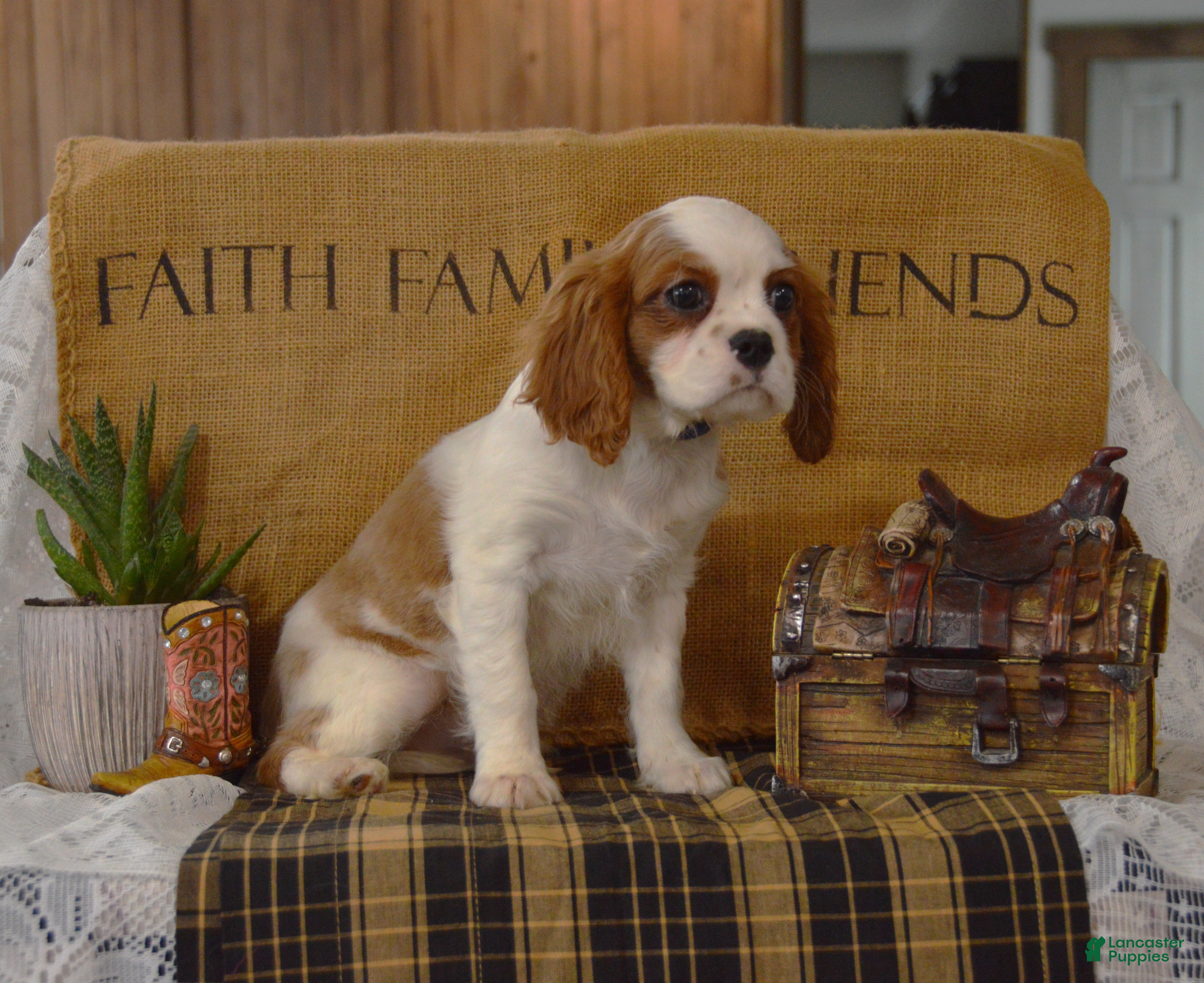 Cavalier King Charles Spaniel dogs Delmar - Ad 1