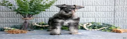 Miniature Schnauzer dogs for sale: March - Ad 3