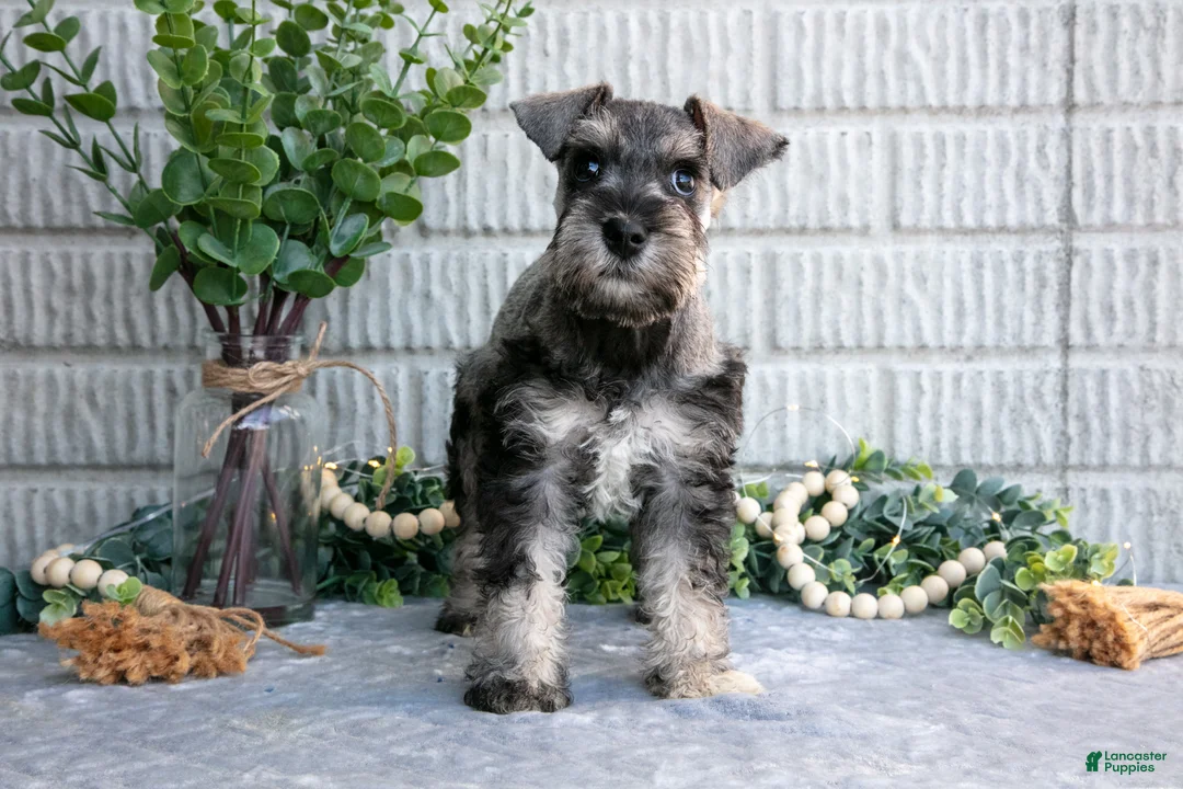 Miniature Schnauzer dogs for sale: March - Ad 3