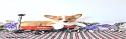 Welsh Corgi Pembroke dogs for sale: Bruce - Ad 3