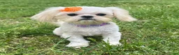 Shih Tzu dogs for sale: Cinderella  - Ad 5