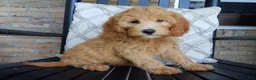Mini Goldendoodle dogs for sale: Peaches - Ad 4