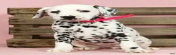 Dalmatian dogs for sale: Gracie - Ad 2
