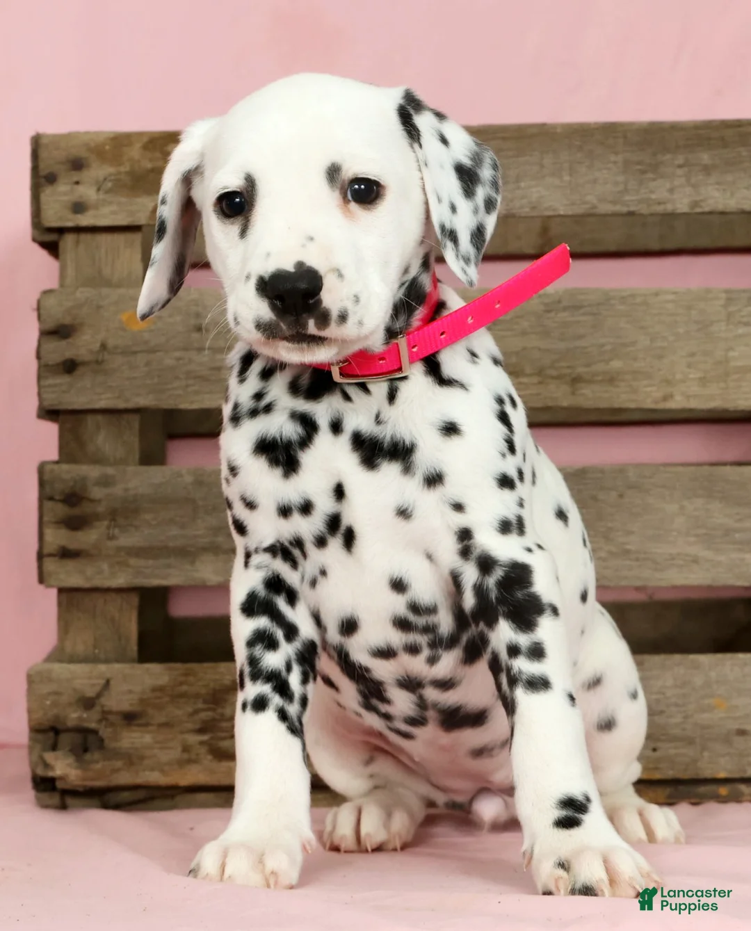 Dalmatian dogs for sale: Gracie - Ad 2