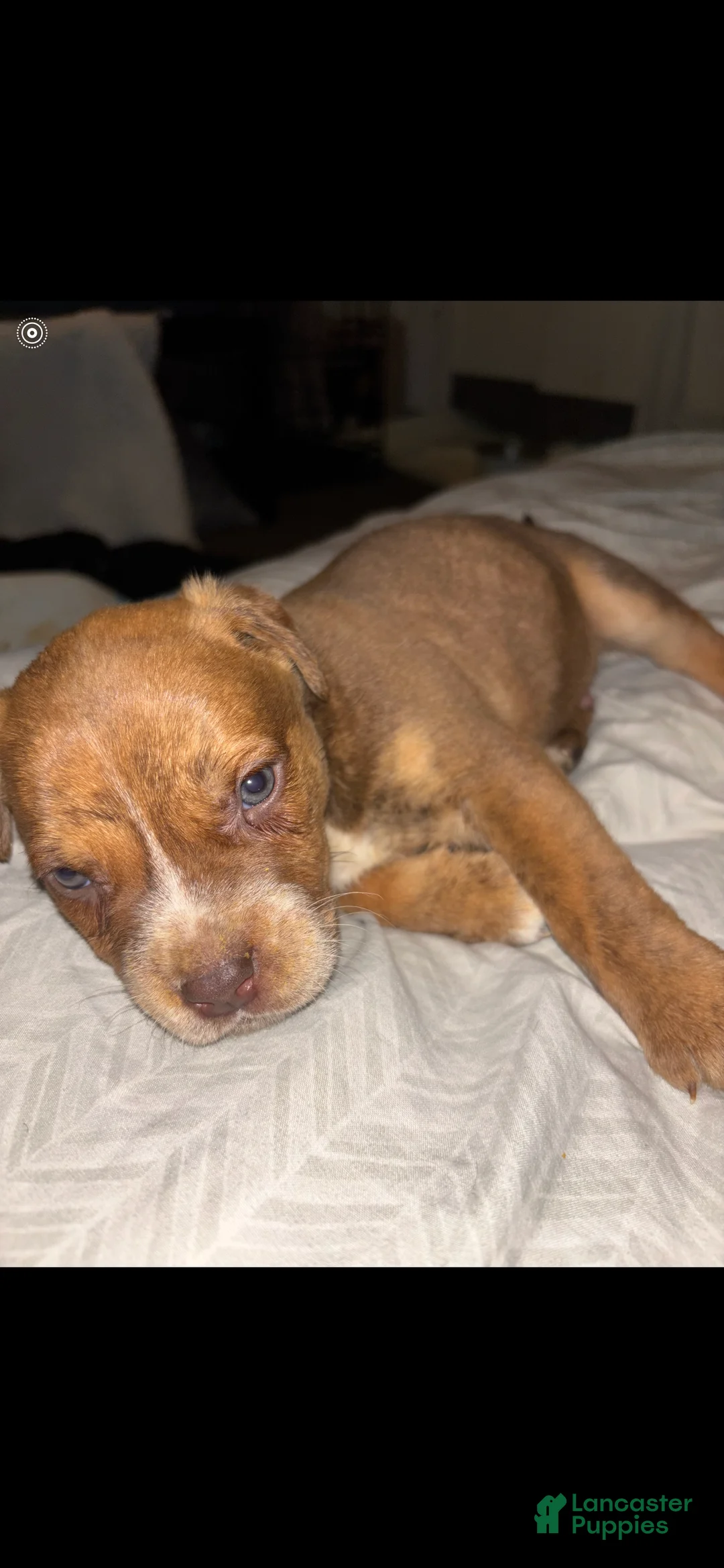 American Pit Bull Terrier dogs for sale: American Pit Bull Terrier Puppy 10 - Ad 2