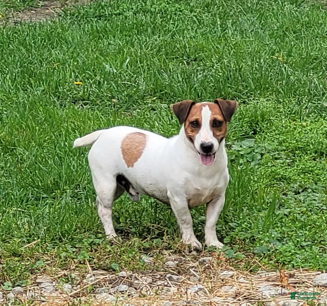 Jack Russell Terrier dogs for sale: Moses STUD for sale CKC - Ad 6