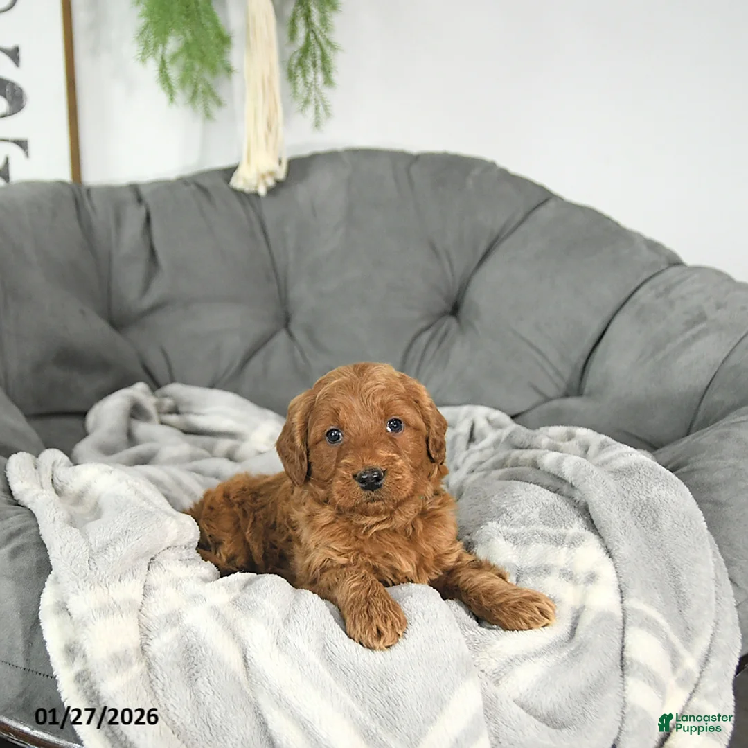 Mini Goldendoodle dogs for sale: Romeo - Ad 1