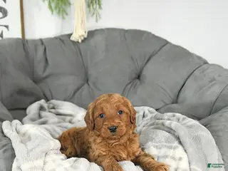 Mini Goldendoodle dogs Romeo - Ad 32