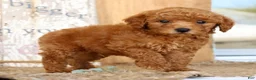 Miniature Poodle dogs for sale: Nic - Ad 4