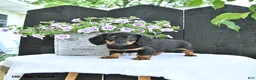 Dachshund dogs for sale: Callie - Ad 3