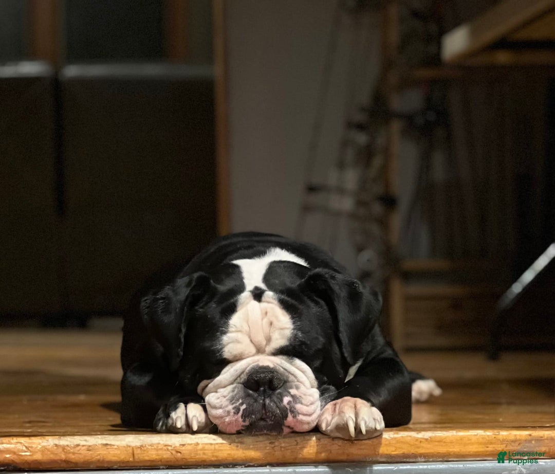 Gallery Image {{count}}