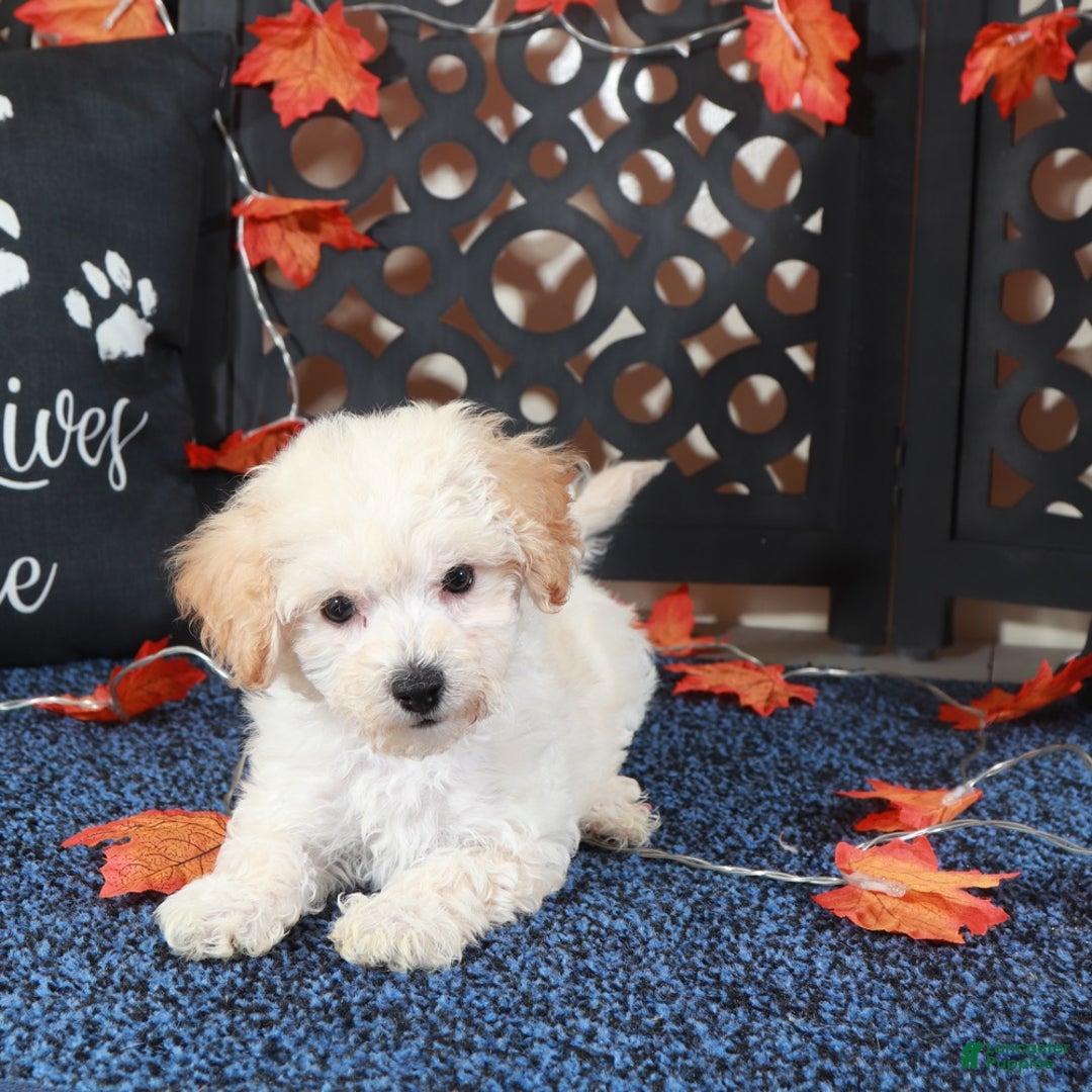 Bichpoo dogs for sale: AJ Affectionate Poochon Puppy - Ad 3
