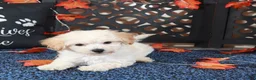 Bichpoo dogs for sale: AJ Affectionate Poochon Puppy - Ad 3
