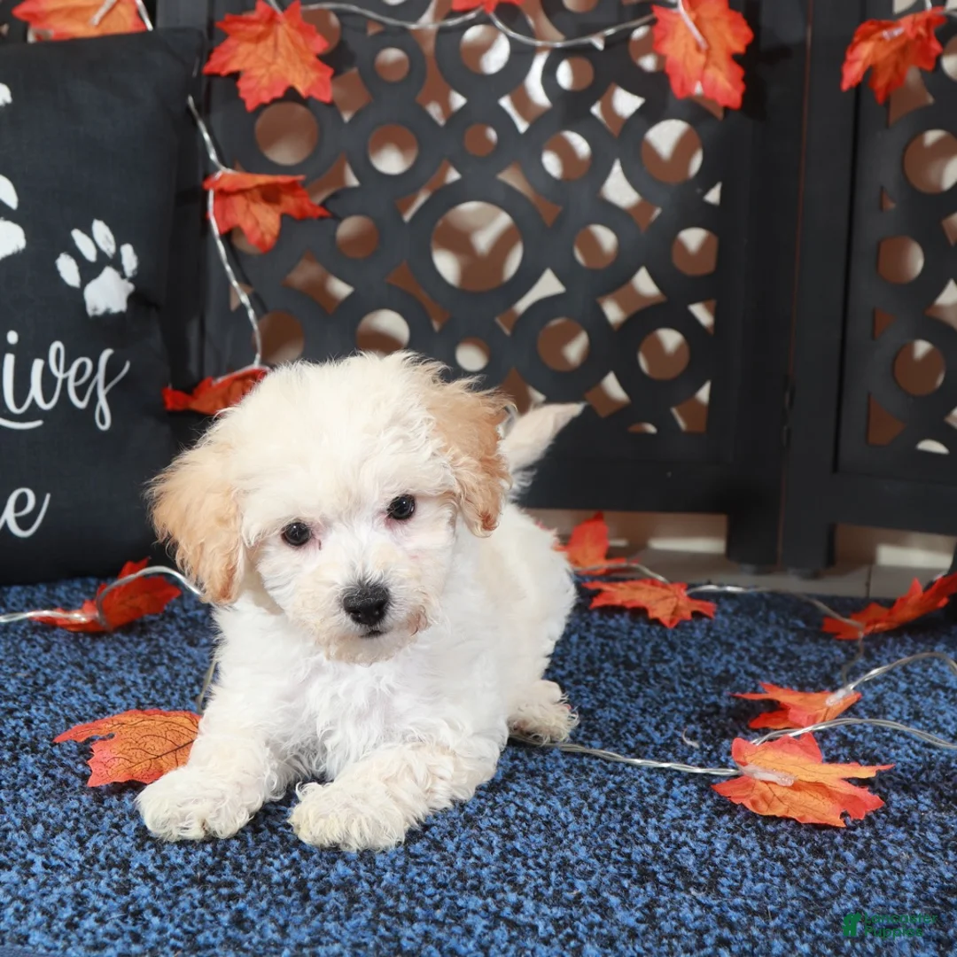 Bichpoo dogs for sale: AJ Affectionate Poochon Puppy - Ad 3