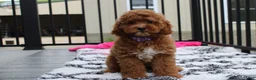 Cockapoo dogs for sale: Phoebe  - Ad 7