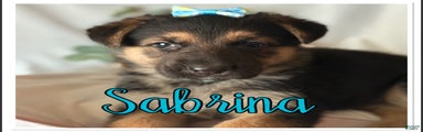 German Shepherd Puppy 7