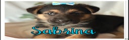 German Shepherd dogs for sale: German Shepherd Puppy 7 - Ad 1