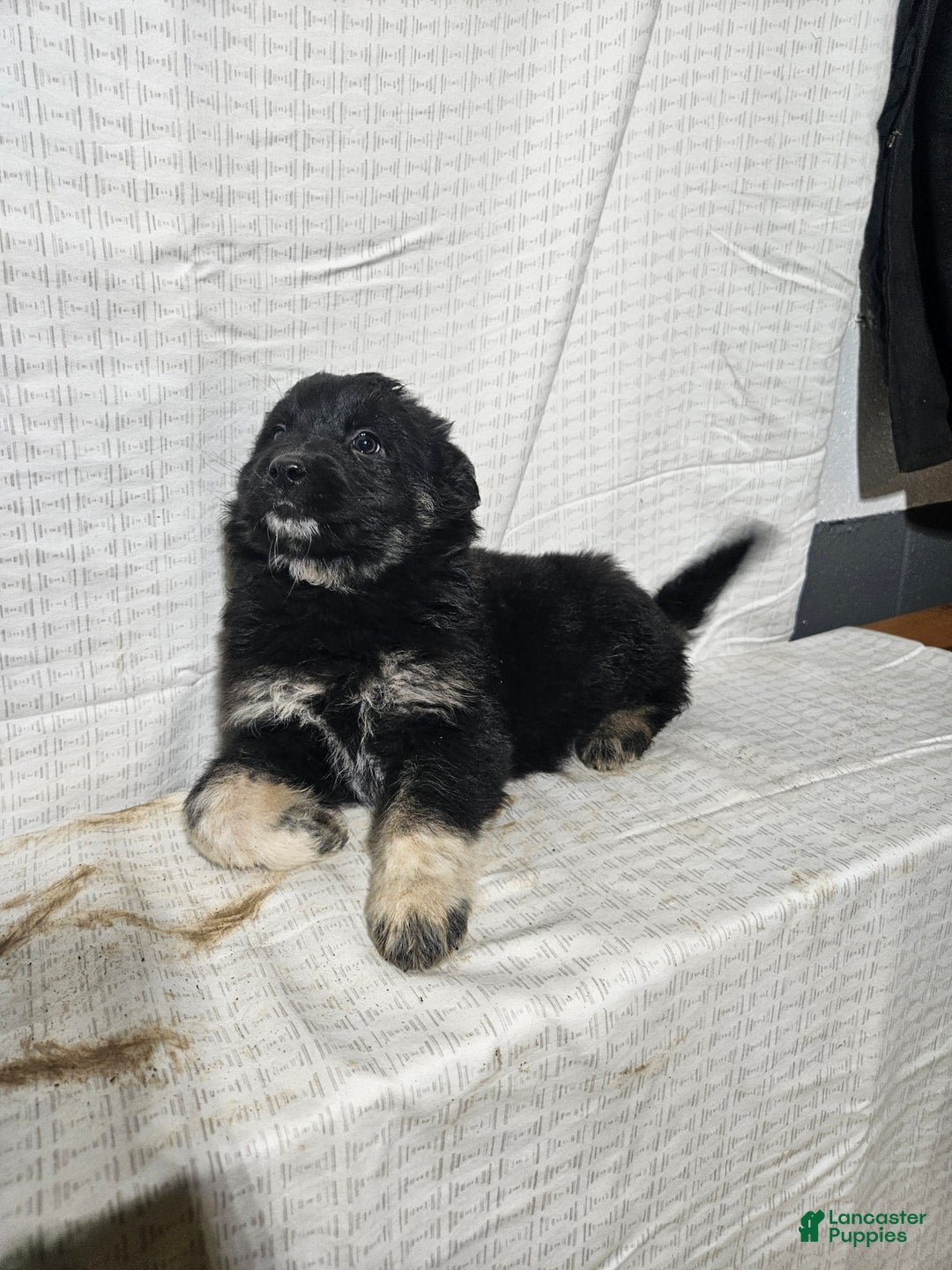 Mixed Breed dogs for sale: Carl - Ad 2