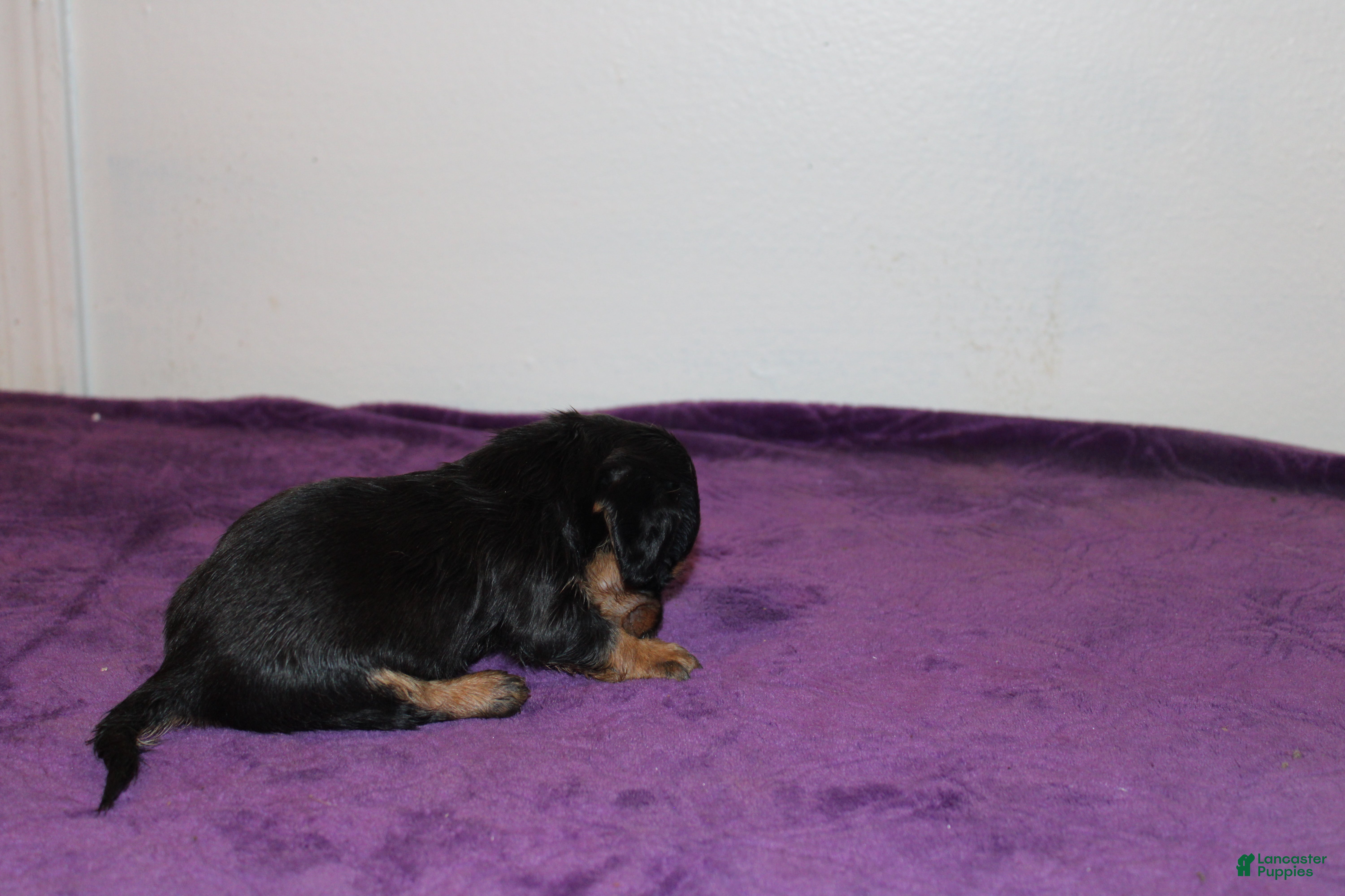 Miniature Dachshund dogs Miniature Dachshund Puppy Lucky - Ad 26
