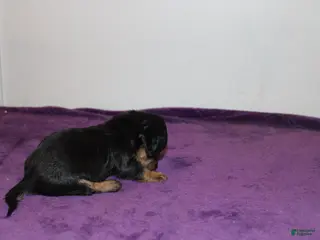Miniature Dachshund dogs Miniature Dachshund Puppy Lucky - Ad 39