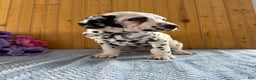 Dalmatian dogs for sale: Tommy - Ad 12