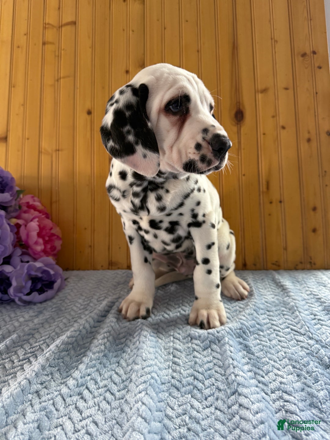 Dalmatian dogs for sale: Tommy - Ad 12