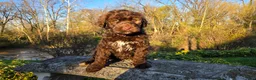 Portuguese Water Dog dogs for sale: Forrest - Ad 5