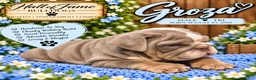 English Bulldog dogs for sale: GROZA - Ad 4