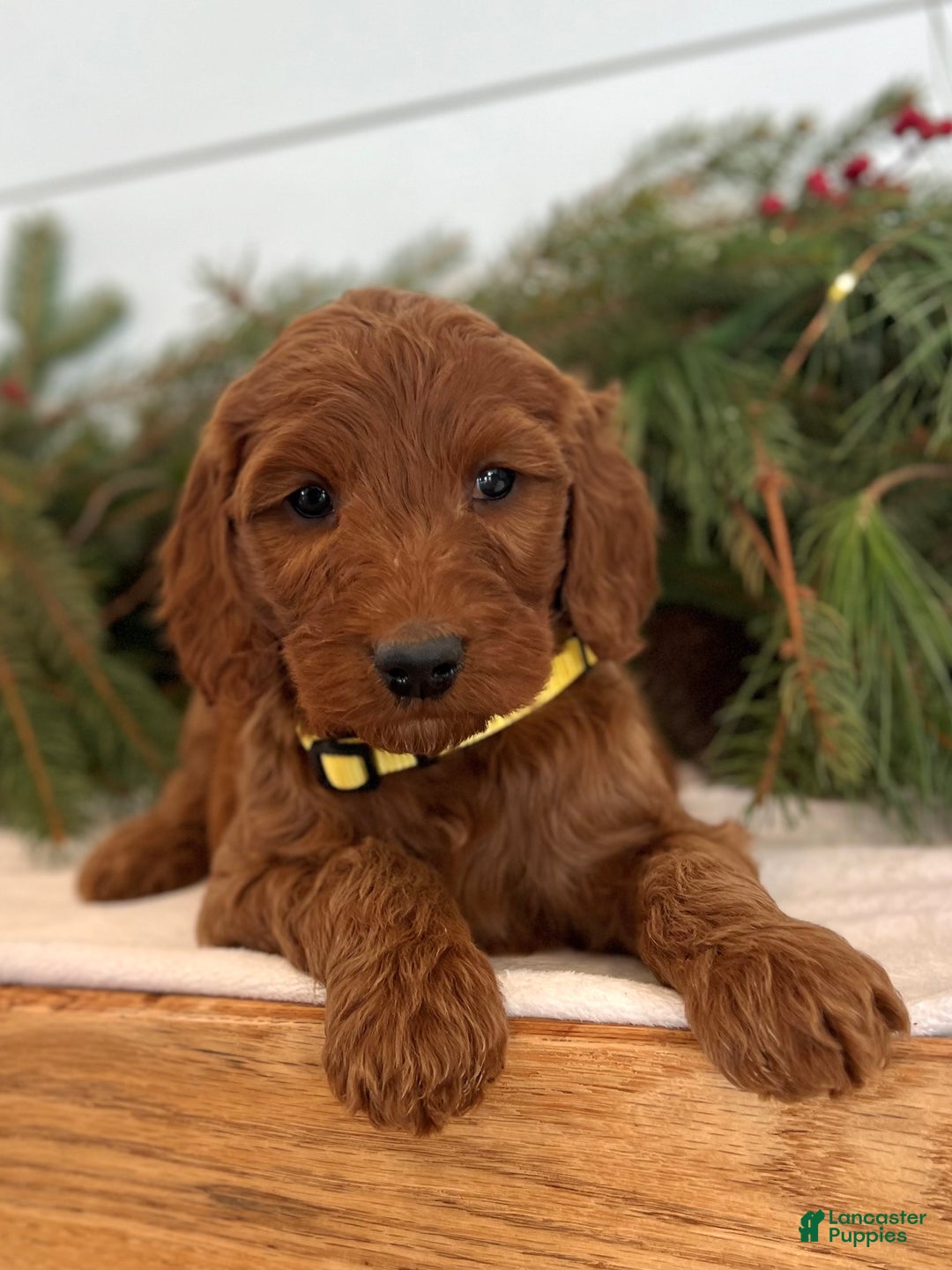 Irish Doodle dogs for sale: Ginger - Ad 11