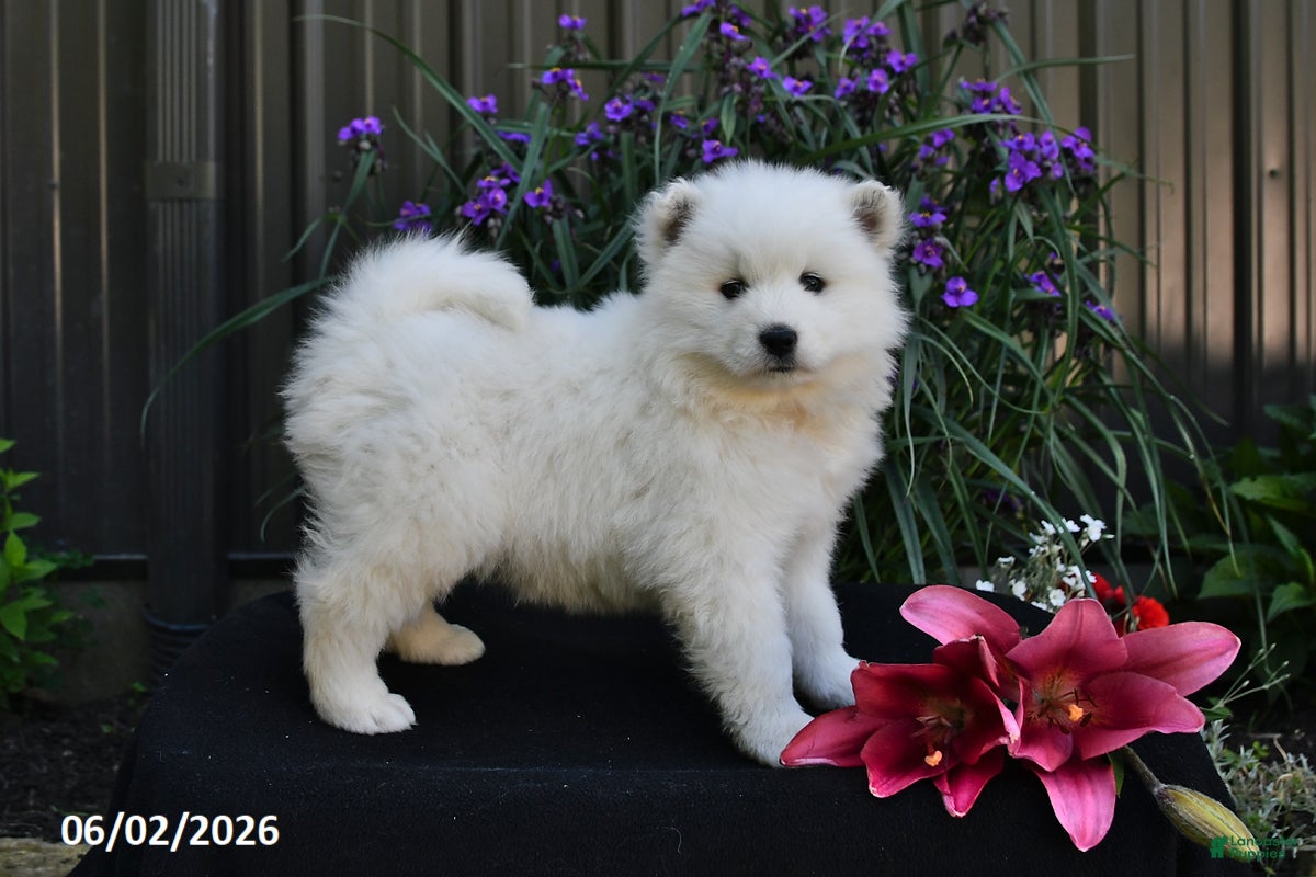Samoyed dogs for sale: Cream Puff - Ad 4