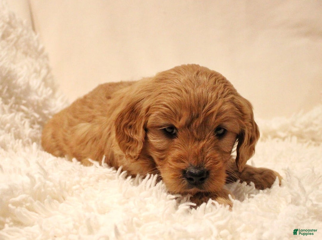 Mini Goldendoodle dogs for sale: Lucy - Ad 2
