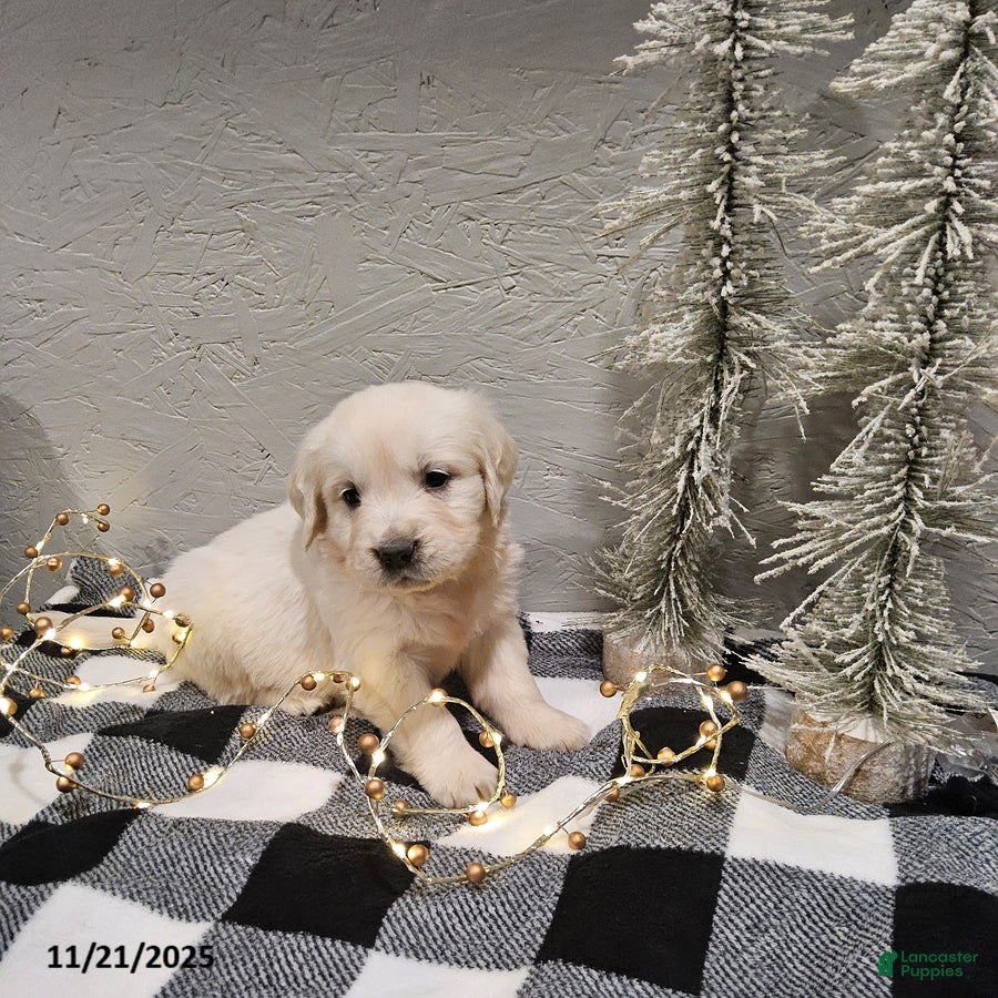 Golden Retriever dogs Emma - Ad 35