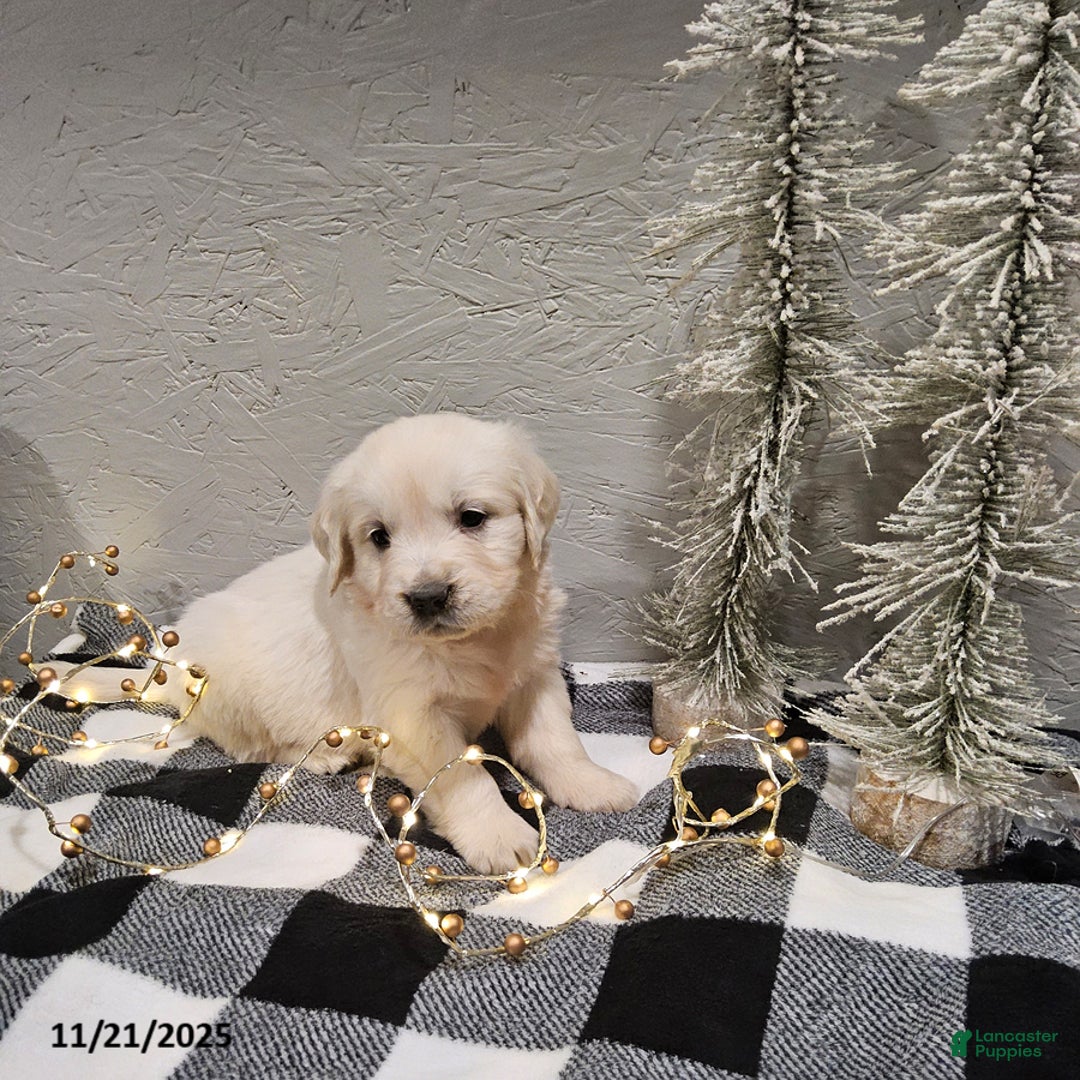 Golden Retriever dogs for sale: Emma - Ad 1