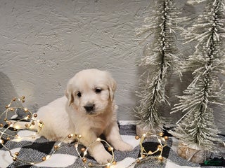 Golden Retriever dogs Emma - Ad 13