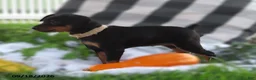 Miniature Pinscher dogs for sale: Bubbles - Ad 3