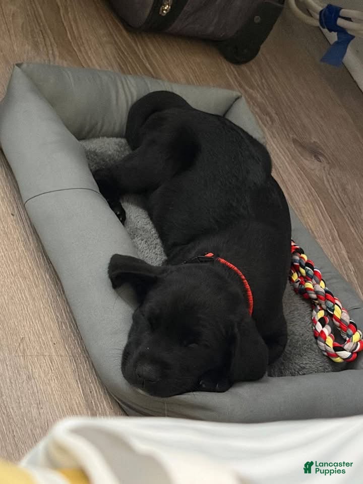 Mixed Breed dogs Mixed Breed Puppy 1 - Ad 34