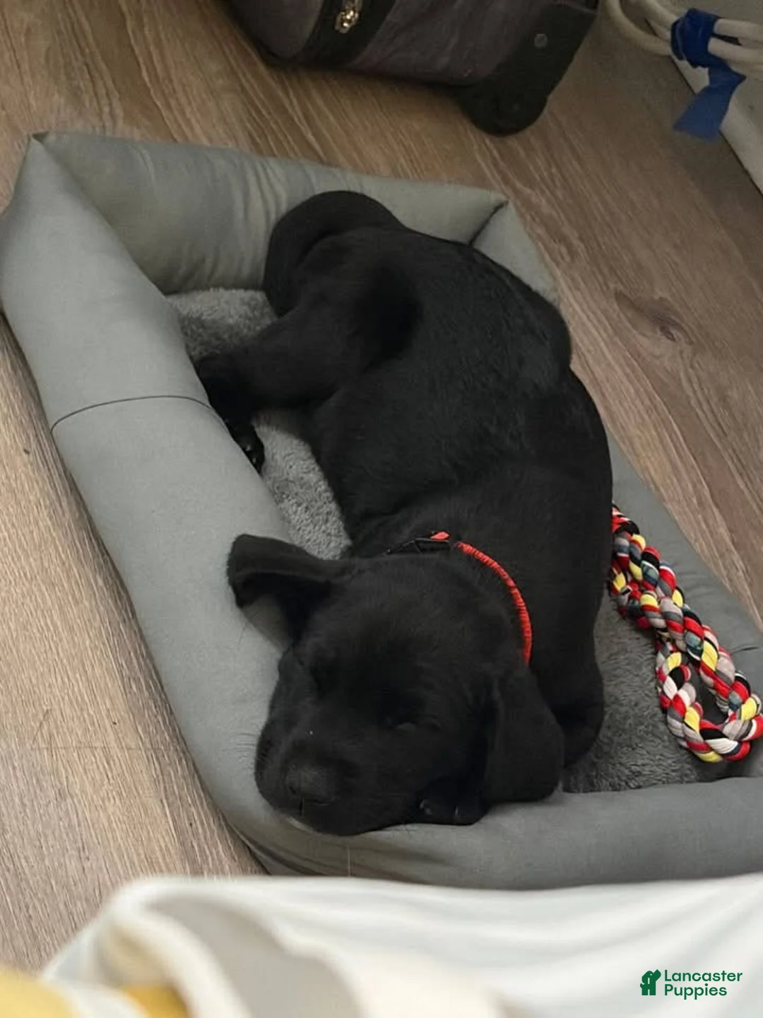 Mixed Breed dogs for sale: Mixed Breed Puppy 1 - Ad 1