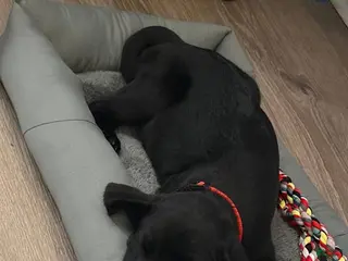 Mixed Breed dogs Mixed Breed Puppy 1 - Ad 17