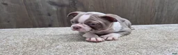 Boston Terrier dogs for sale: Shadow - Ad 13