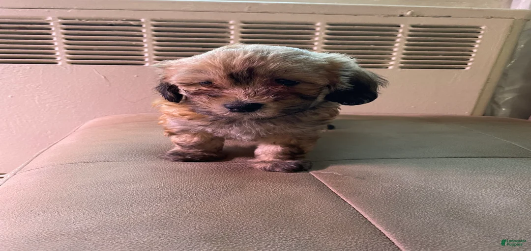 Gallery Image {{count}}