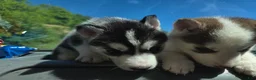 Siberian Husky dogs for sale: Siberian Husky Puppy 2 - Ad 5