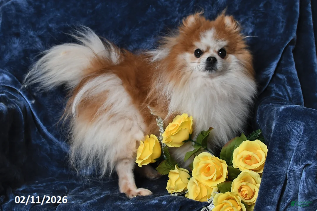 Pomeranian dogs for sale: Charlie - Ad 7
