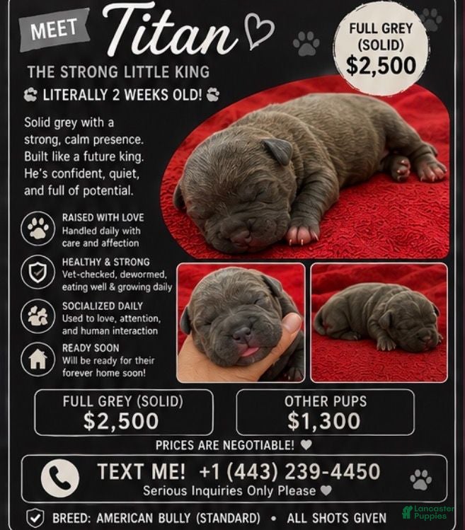 American Bully dogs American Bully 3 - Ad 31